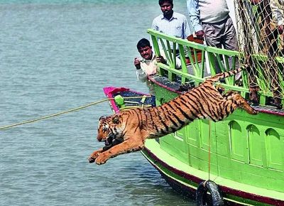The fall of the TMC machine and the rise of political survivalism