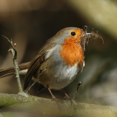 How to support nesting birds in summer – the materials you should be leaving out to help birds build stronger, safer nests