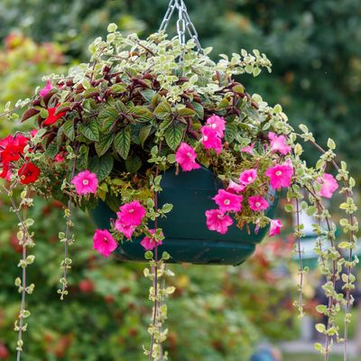The best fast-growing trailing plants that will tumble over hanging baskets all summer long – they are perfect for the filler, thriller, spiller planting rule