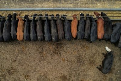 Flesh-eating screwworm is threatening the $113 billion US cattle industry. Texas is scrambling to respond