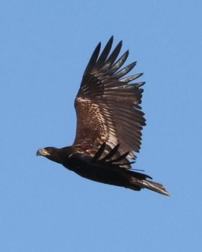 Predator or prey? The confounding case of the missing sea eagle