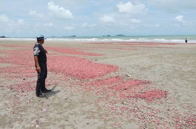 Sea cucumbers turn Rayong beach pink