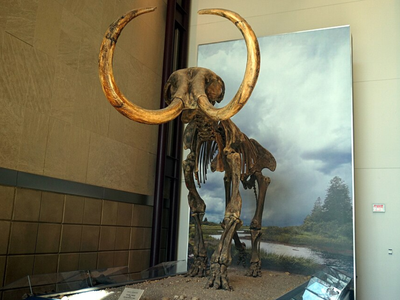 In 1979, a Wisconsin farmer saved an oversized bone from his field, and it later led archaeologists to a butchered mammoth site