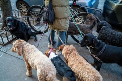 Party poopers: New Yorkers sniff at pet owners leaving behind animal waste