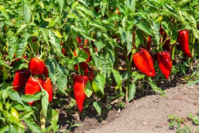 10 Vegetables That Actually Thrive During Brutal Heat Waves