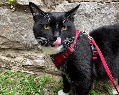 Six ways to improve your cat’s one wild and precious life