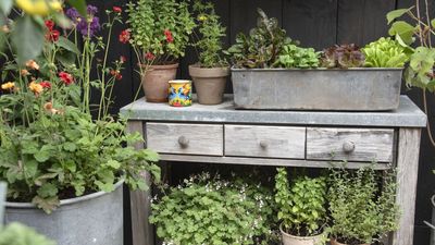7 Plants to Propagate in June While Growth Is Strong and Cuttings Are Most Likely to Succeed