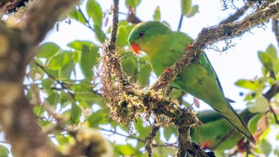 Elusive Indonesian parrot “lost” to science photographed for only the second time in 100 years
