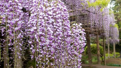 Prune These 7 Plants in June for Long-Lasting Flowers – and to Keep Vigorous Growth in Check