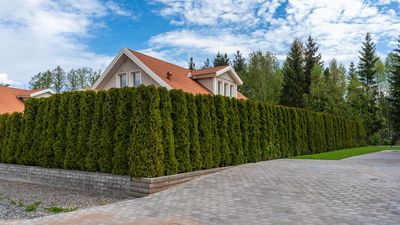What can I do if my neighbor's hedge is too high and blocking my light? I asked the experts