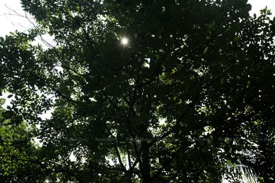 Temple trees deserve better
