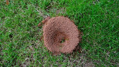 Ant hills multiplying? How to destroy the colony before it takes over your yard