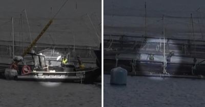 Salmon giant under fire as covert video 'shows it twice misled Scottish Government'