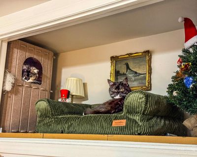 Should your dog have its own bedroom? Does your cat need a bathroom? The rise and rise of the pet nook