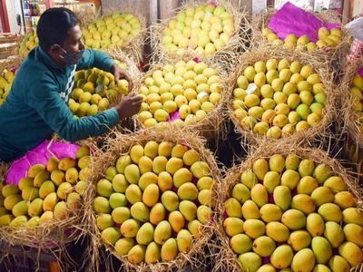 Dark spots on Bengal's Himsagar mangoes cast shadow on export shipment
