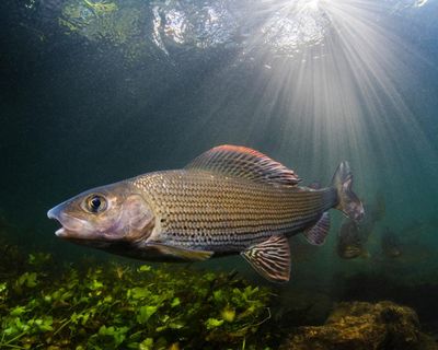 Fisher with a mission: first woman to chair Grayling Society wants to protect ‘lady of the stream’