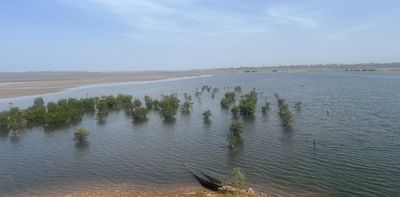 How did a major mangrove restoration project in Senegal end up selling ‘ghost carbon’?