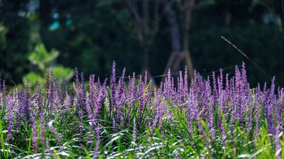 Best Plants for Weed-Free Borders – 6 Expert-Approved Perennials and Evergreens That Will Suppress Weeds for Good