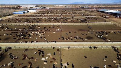 New World screwworm confirmed in Texas, stoking fresh cattle fears