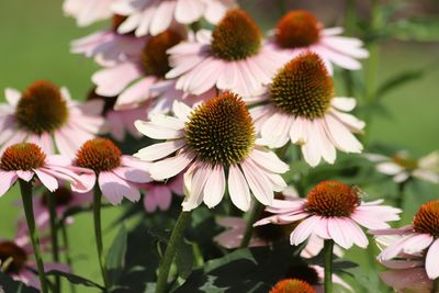 The 7 Most Heat-Tolerant Plants for Busy Gardeners