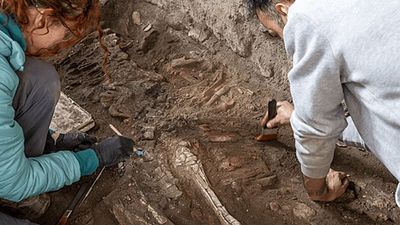 Pompeii excavations reveal equid skeleton at House of the Chaste Lovers