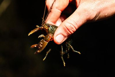 The fight to save Australia’s ‘incredibly captivating’ endangered spiny crayfish