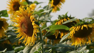 Missouri man will get a jury trial over a sunflower memorial he planted for a loved one, after a judge ruled the flowers count as a crop