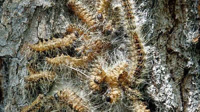 Berlin closes parks and sports facilities after poisonous caterpillar outbreak