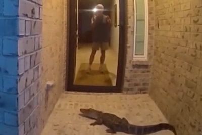 Alligator wrangled by police after Texas homeowner mistakes animal for Amazon package