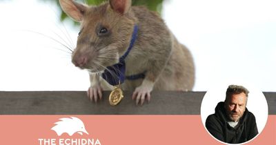 Like so many animals, rats can be heroes too