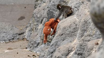 The zoo housing Punch, the viral baby monkey, wants to ban photos – but a ban could have unintended consequences