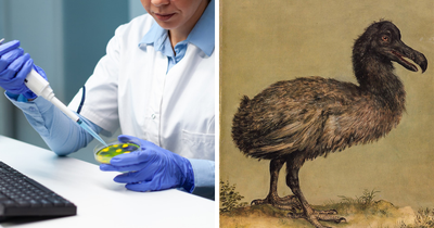 Company Hoping To Revive Extinct Animals By Cloning Them Successfully Creates The Artificial Egg Needed To Do So
