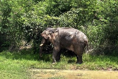 Injured elderly elephant comes under care