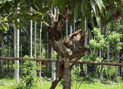 Boy killed by grandpa's pet monkey