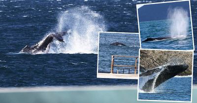 Humpback highway open for business, bringing 'total joy' to spectators