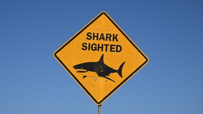 Third fatal shark attack in a month sparks warnings