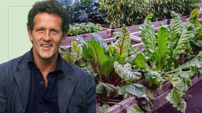 Monty Don says now is the time to strengthen your spinach, chard and beetroot for a more fruitful harvest