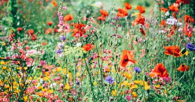 Plan to give public access to Edinburgh’s private gardens to be voted on