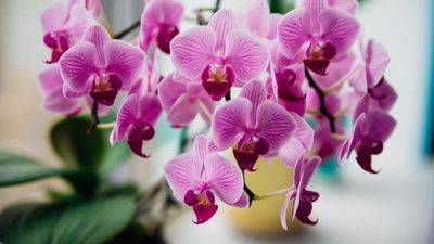5 expert tips to help your orchid thrive in June