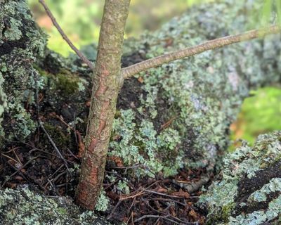 Country diary: Trees growing out of trees – the more I look, the more I find them
