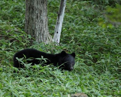 Japanese city shuts down nearly 100 schools after unprecedented bear sighting