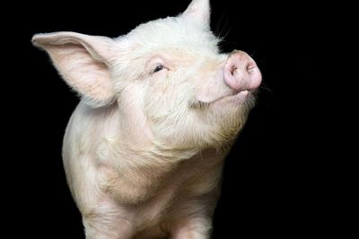 Can you solve it? Do you have a snout for numbers?