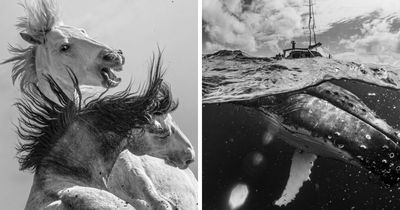 From Heartwarming To Breathtaking: 22 Of The Best Animal Photos From The 2026 One Shot Awards