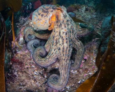 Octopus surge spreads up UK coast as far as Scotland, study finds