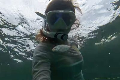 American Airlines attendant’s body washes up on Florida beach after suspected diving accident