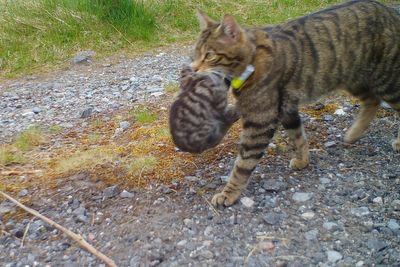Scottish wild kittens born to released mothers for third year in a row