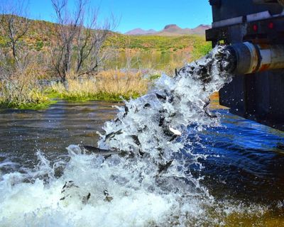 Arizona lake closes indefinitely to visitors after all of its fish die