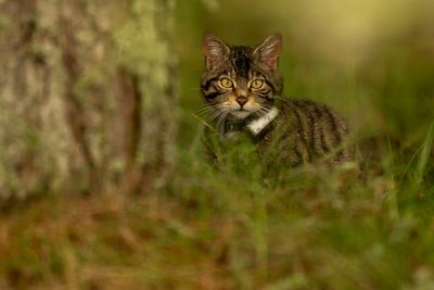 Critically endangered wildcats welcome kittens in ‘truly exciting event’