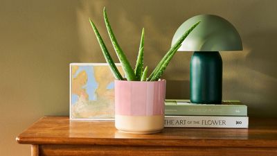 Where to Place Aloe Vera in the Home for Good Energy — 4 Spots That Make Its Infamous 'Spiky' Energy Work in Your Favor