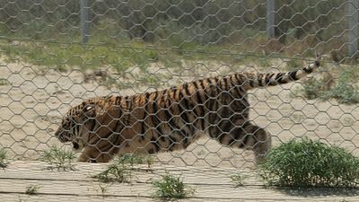 Amur tigers released into the wild in Kazakhstan to help restore the extinct Turan species